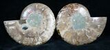 Cut and Polished Ammonite Pair #7336-1